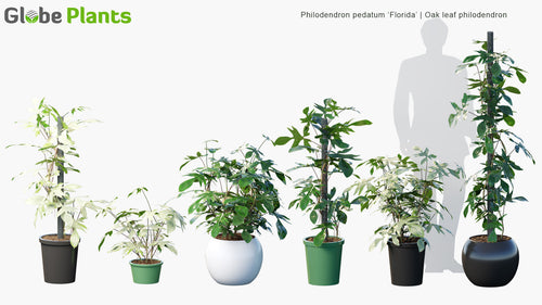 Philodendron Pedatum 'Florida' 