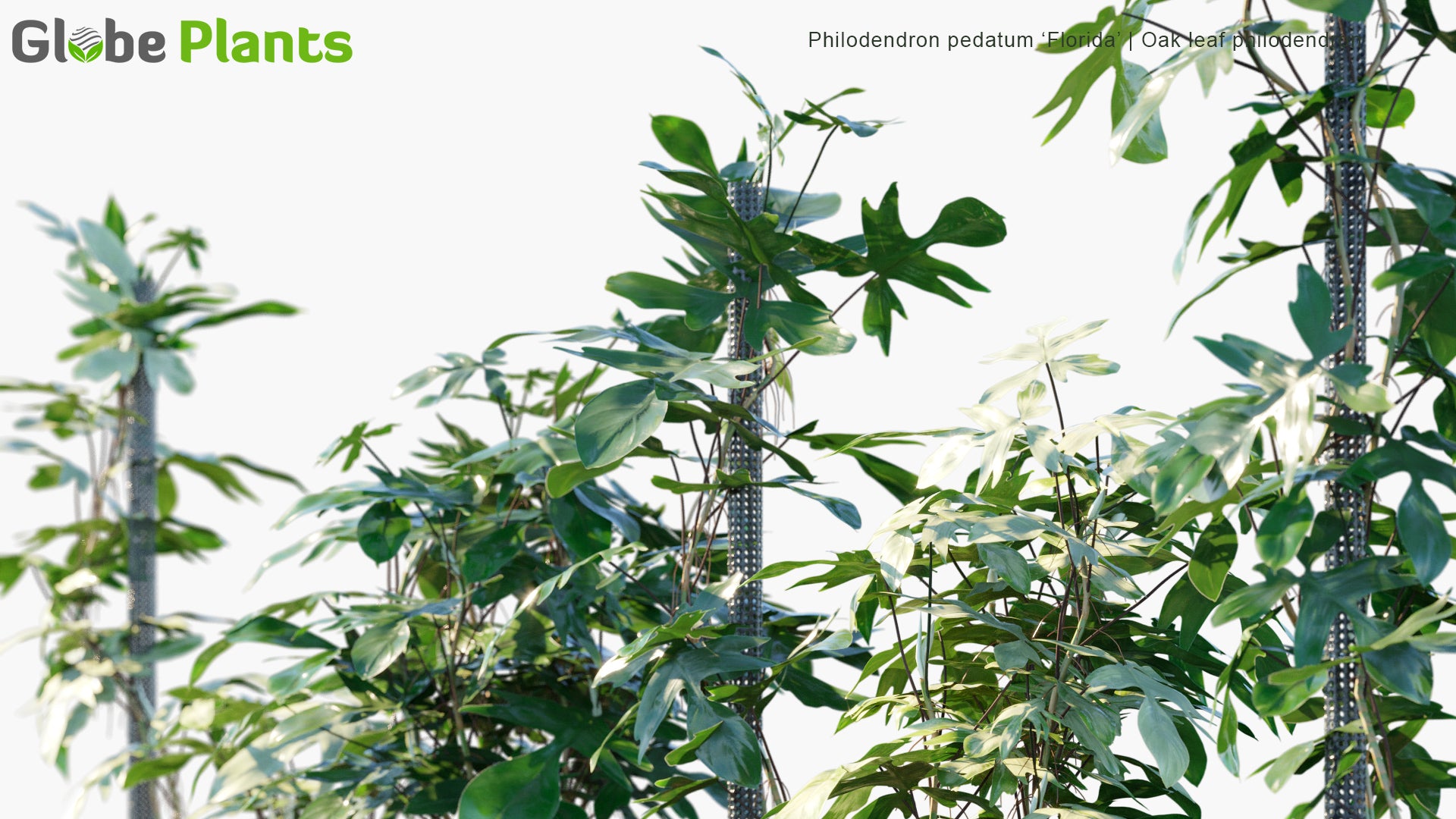 Philodendron Pedatum 'Florida' - Oak Leaf Philodendron