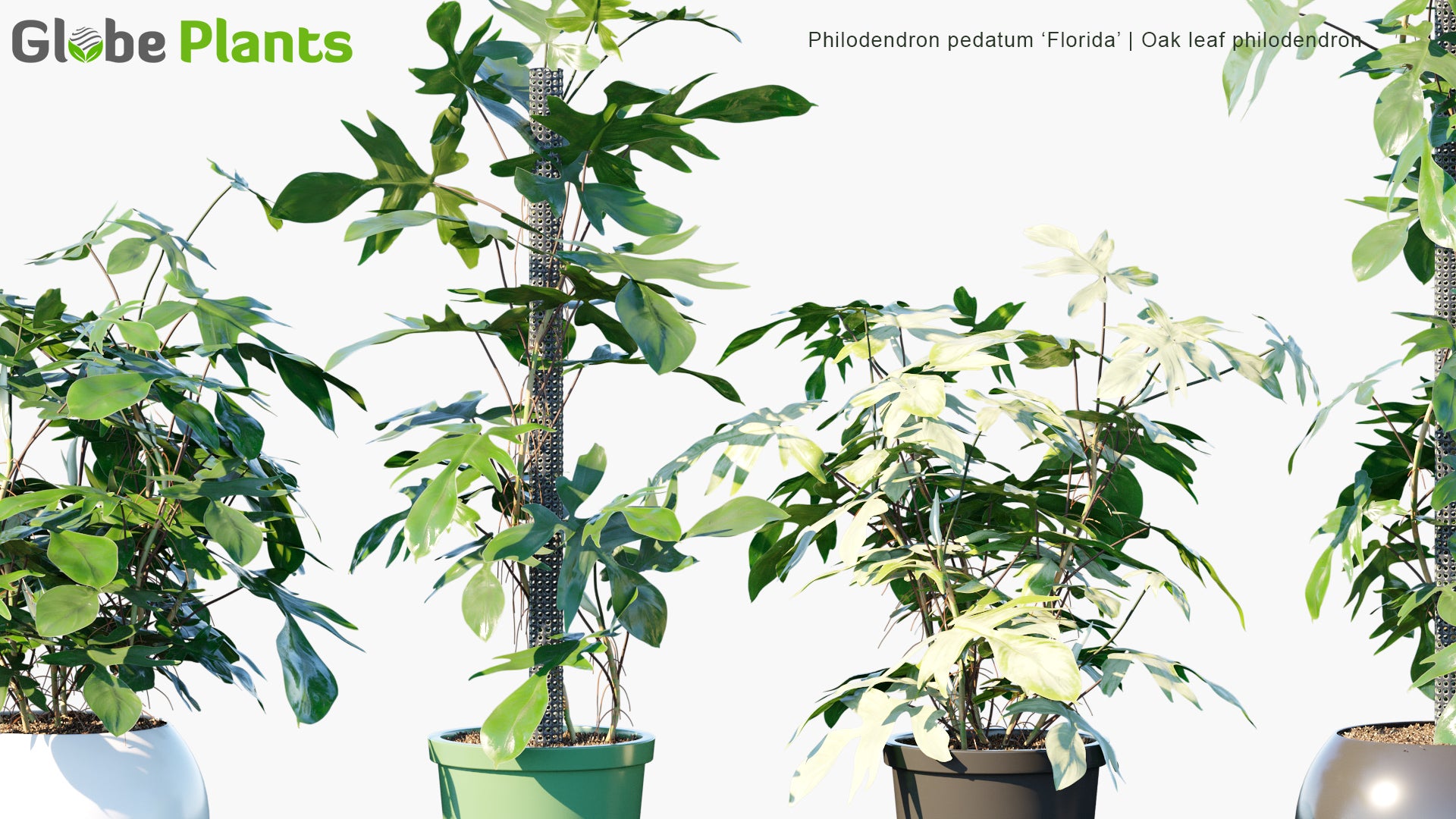 Philodendron Pedatum 'Florida' - Oak Leaf Philodendron