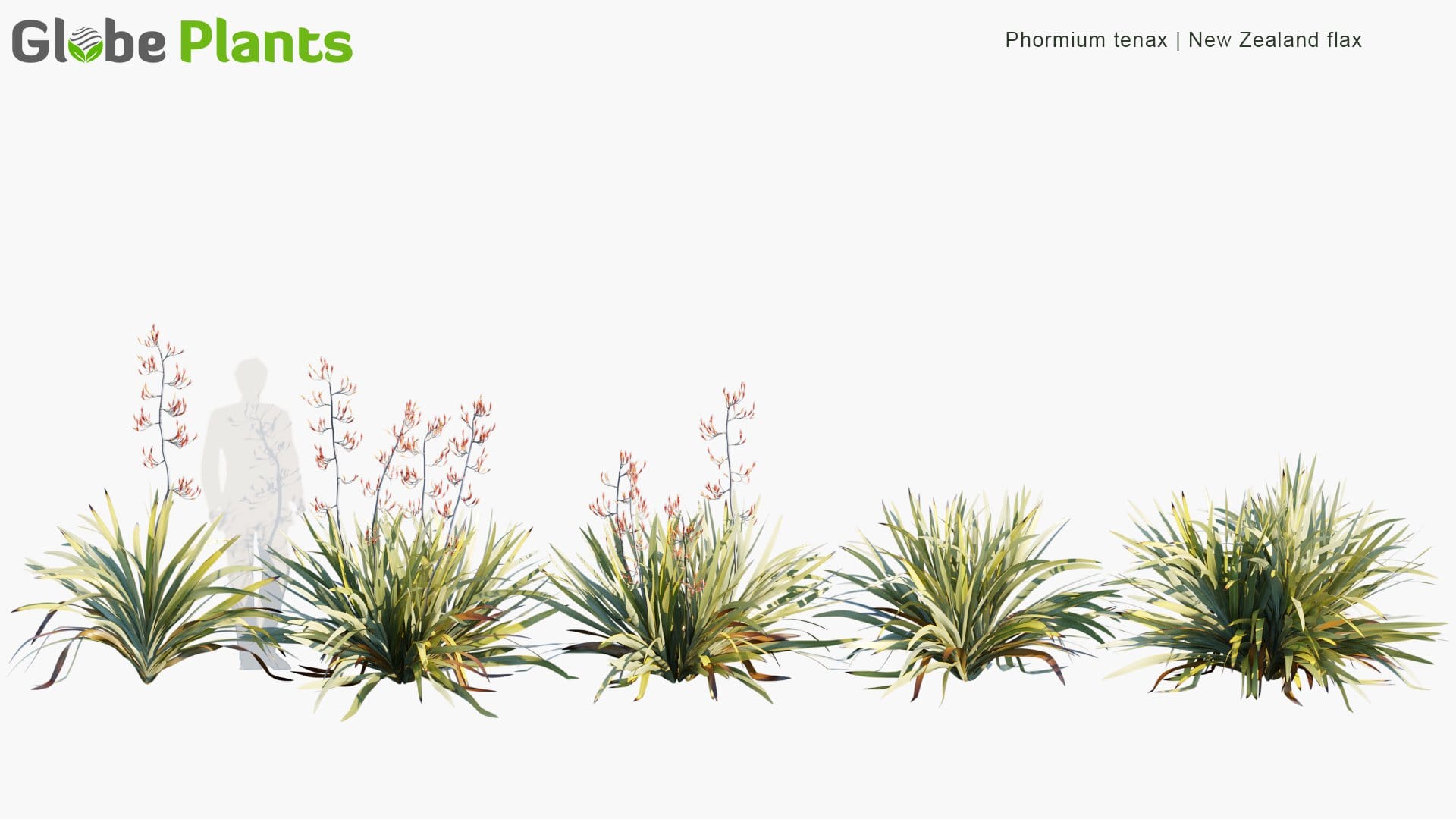 Phormium Tenax - New Zealand Flax, Harakeke (3D Model)