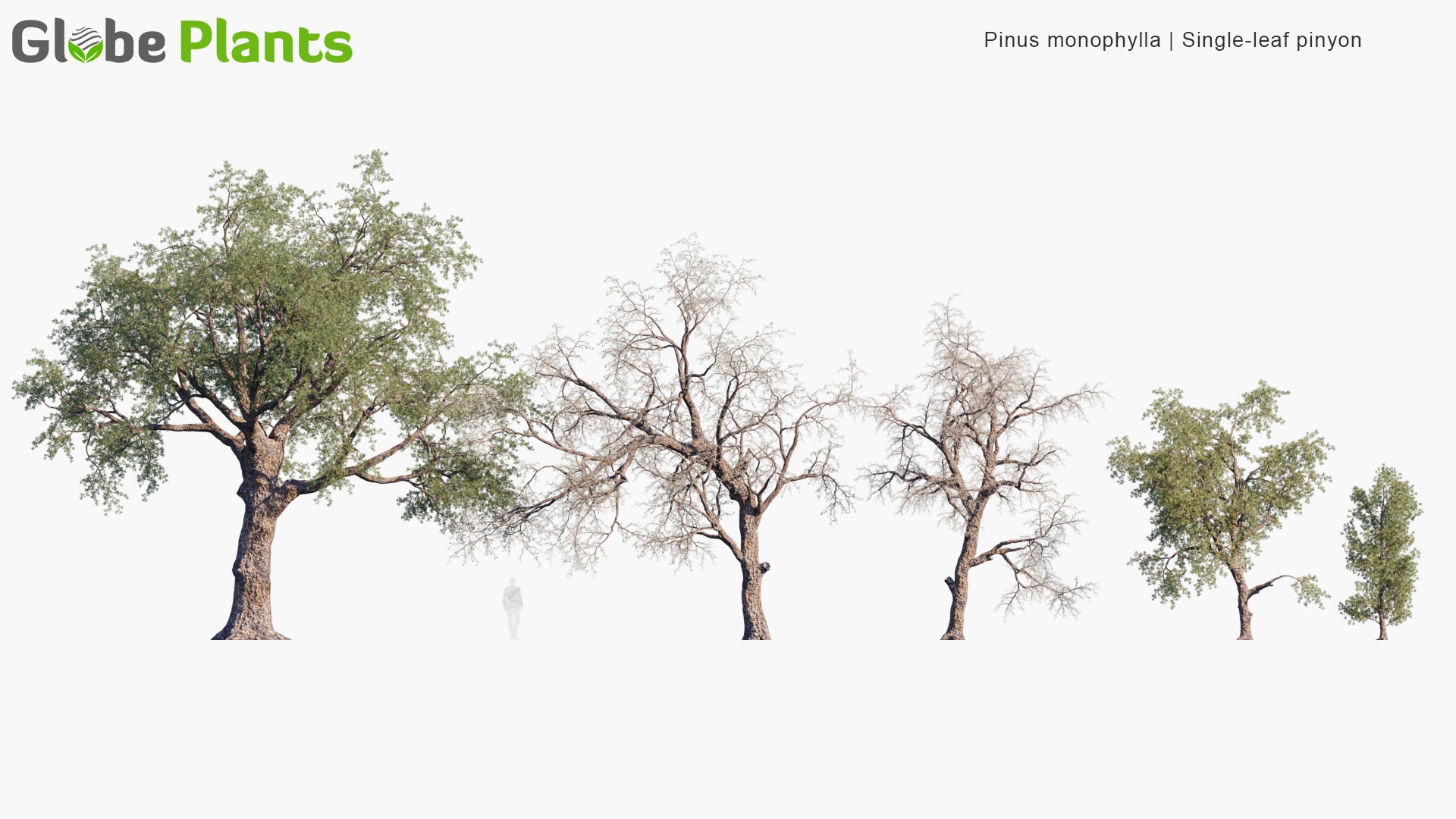 Pinus Monophylla 3D Model