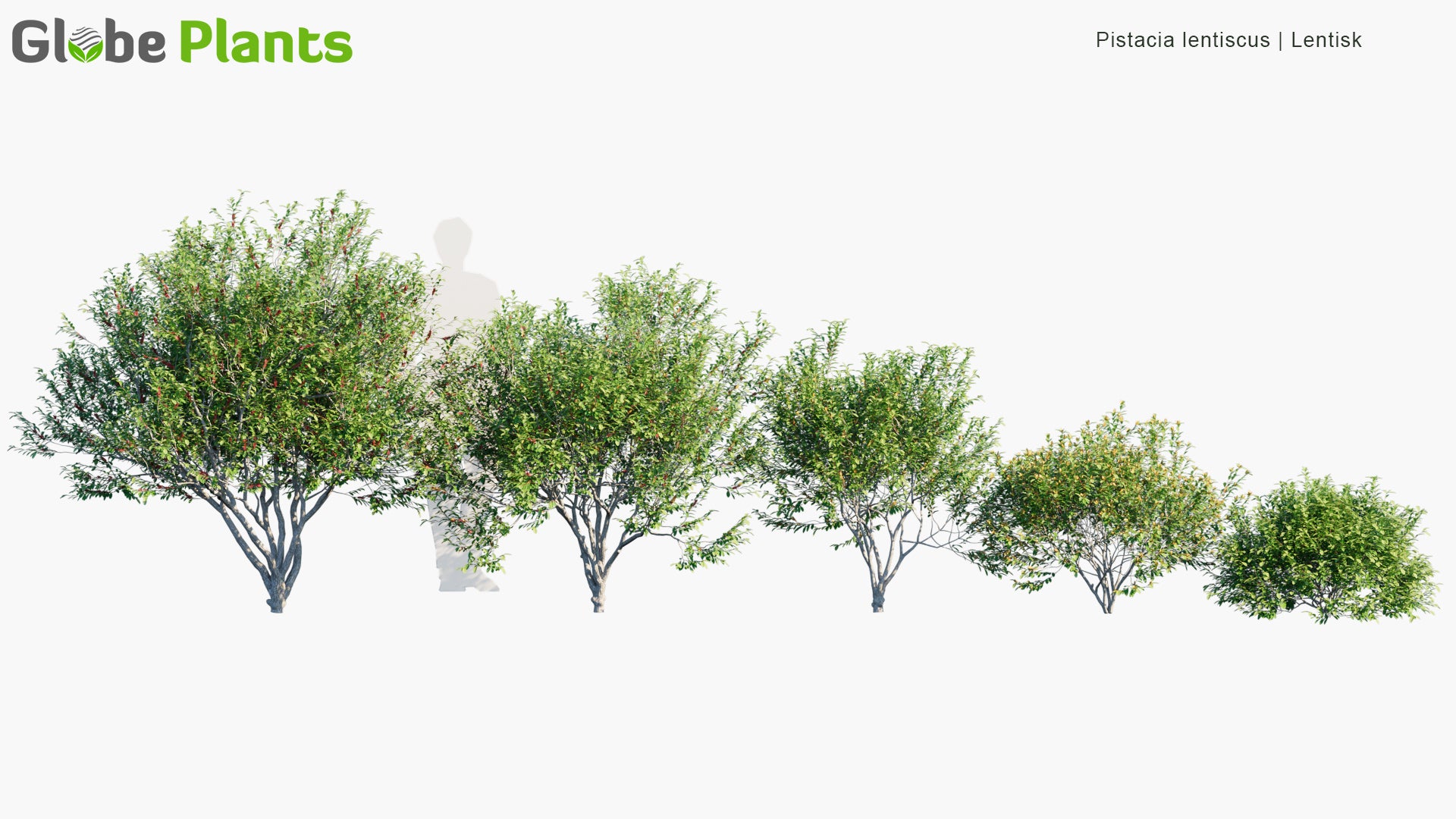 Mastic Tree - Pistacia lentiscus - Perfumetherapy