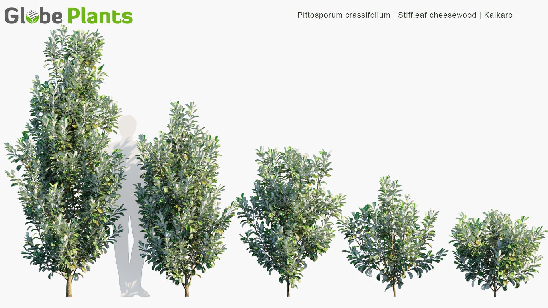 Pittosporum Crassifolium - Stiffleaf Cheesewood, Kaikaro, Karo, Kihihi (3D Model)