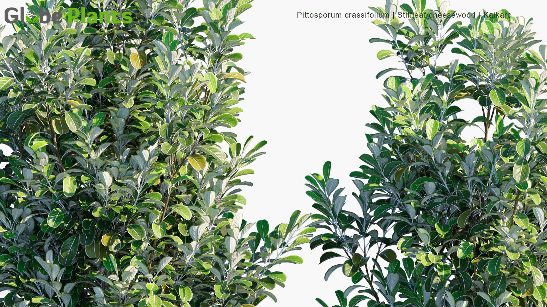 Pittosporum Crassifolium - Stiffleaf Cheesewood, Kaikaro, Karo, Kihihi (3D Model)
