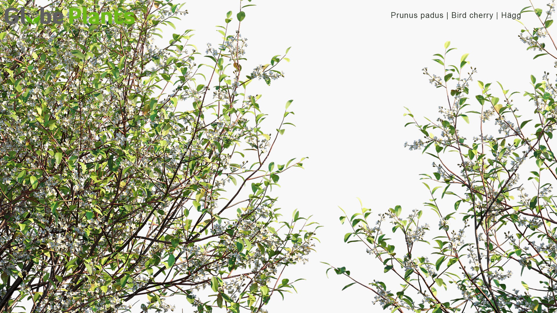 Prunus Padus - Bird Cherry, Hackberry, Hagberry, Mayday Tree, Hägg