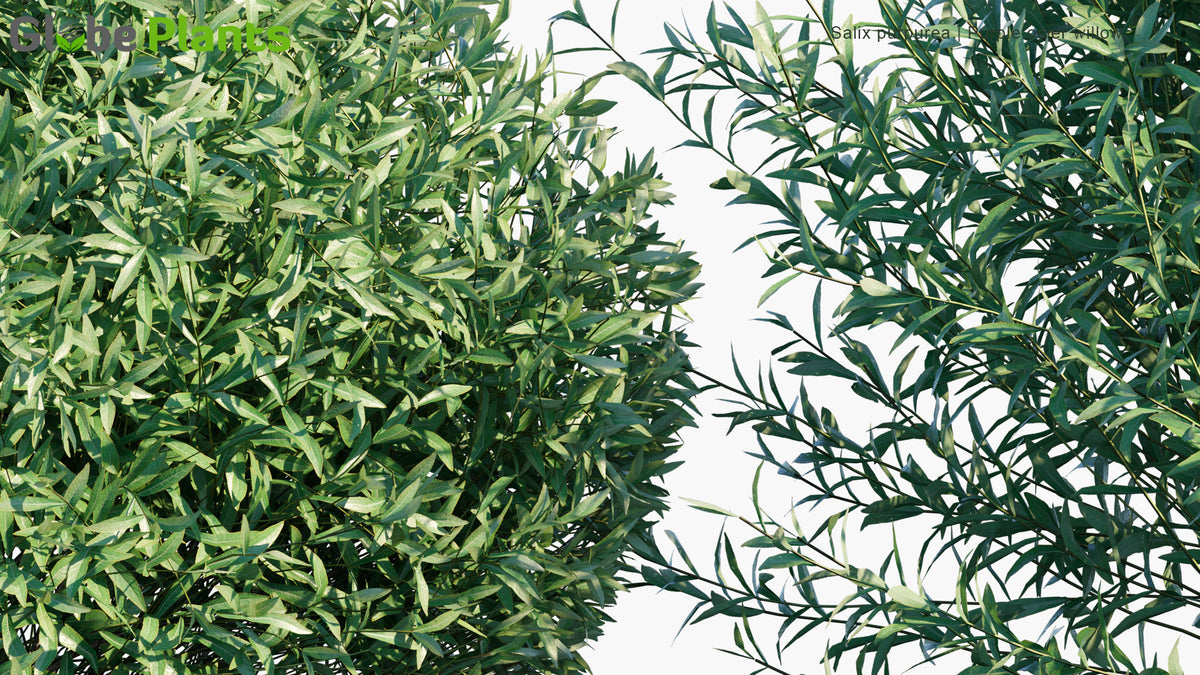 Salix Purpurea Purple Osier Willow, Alaska Blue Willow 3D Model