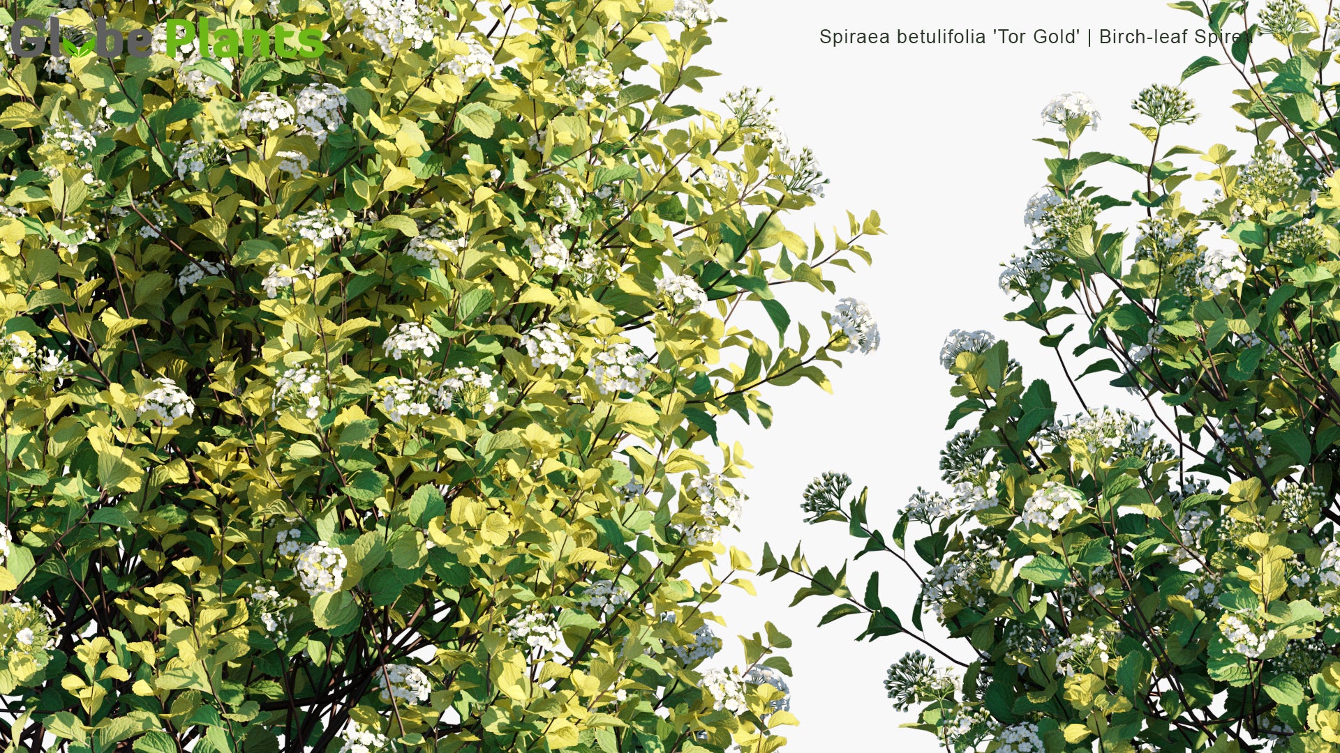 Spiraea Betulifolia 'Tor Gold' - Birch-Leaf Spirea, Glow Girl
