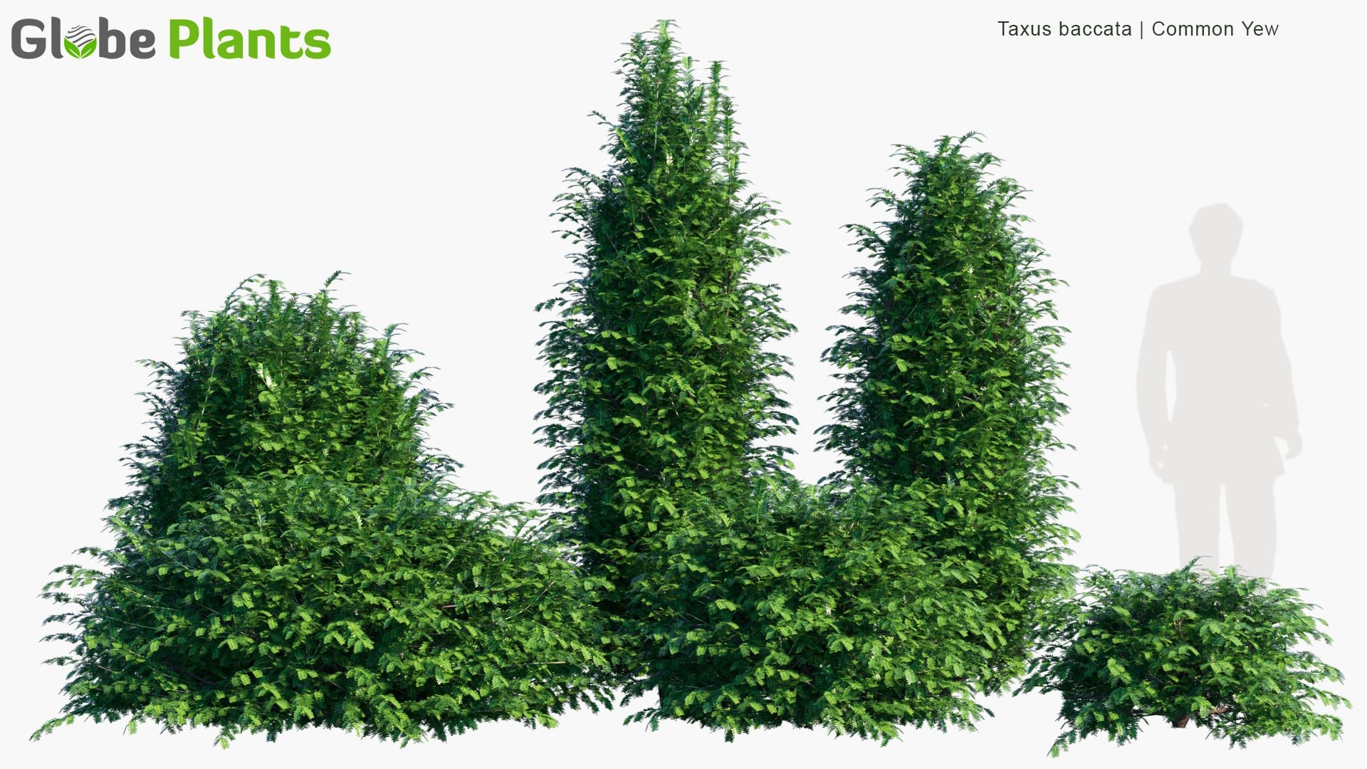 Taxus Baccata - Common Yew | Hedge (3D Model)