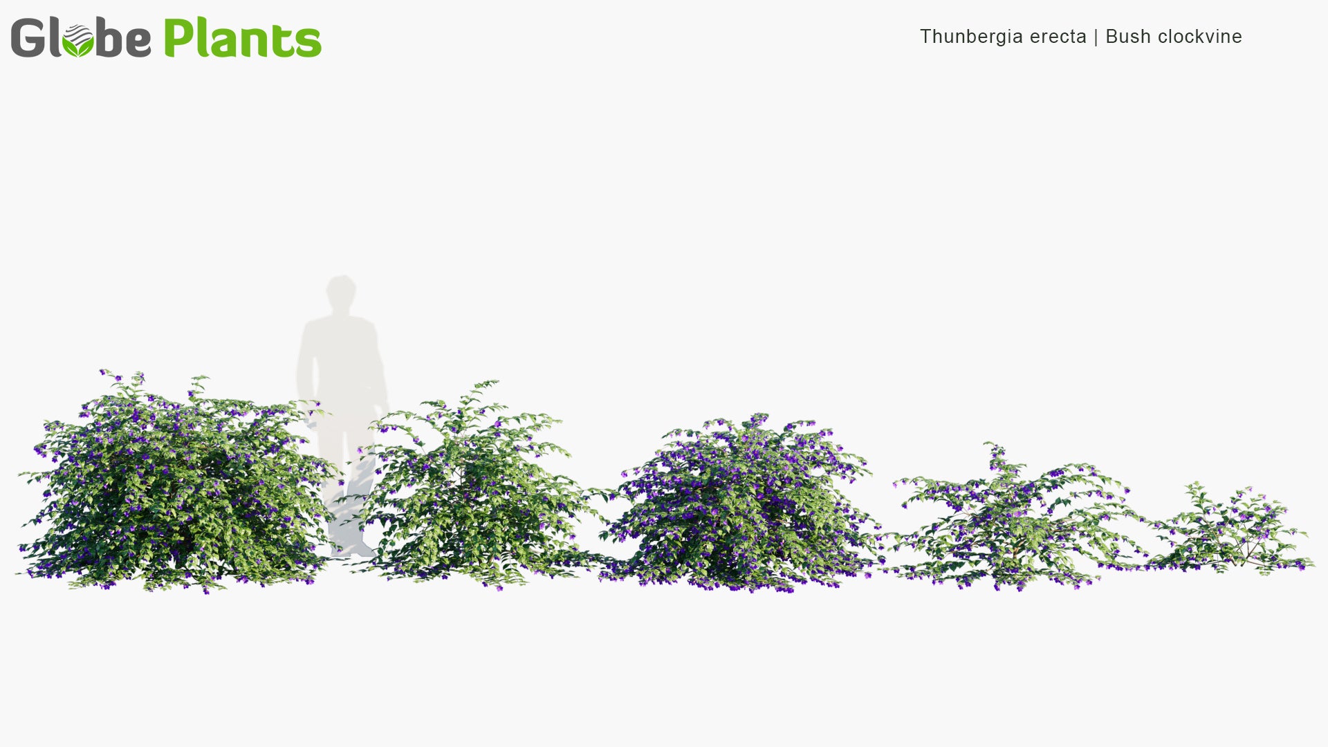 Thunbergia Erecta - Bush Clockvine, King's-Mantle, Potato Bush