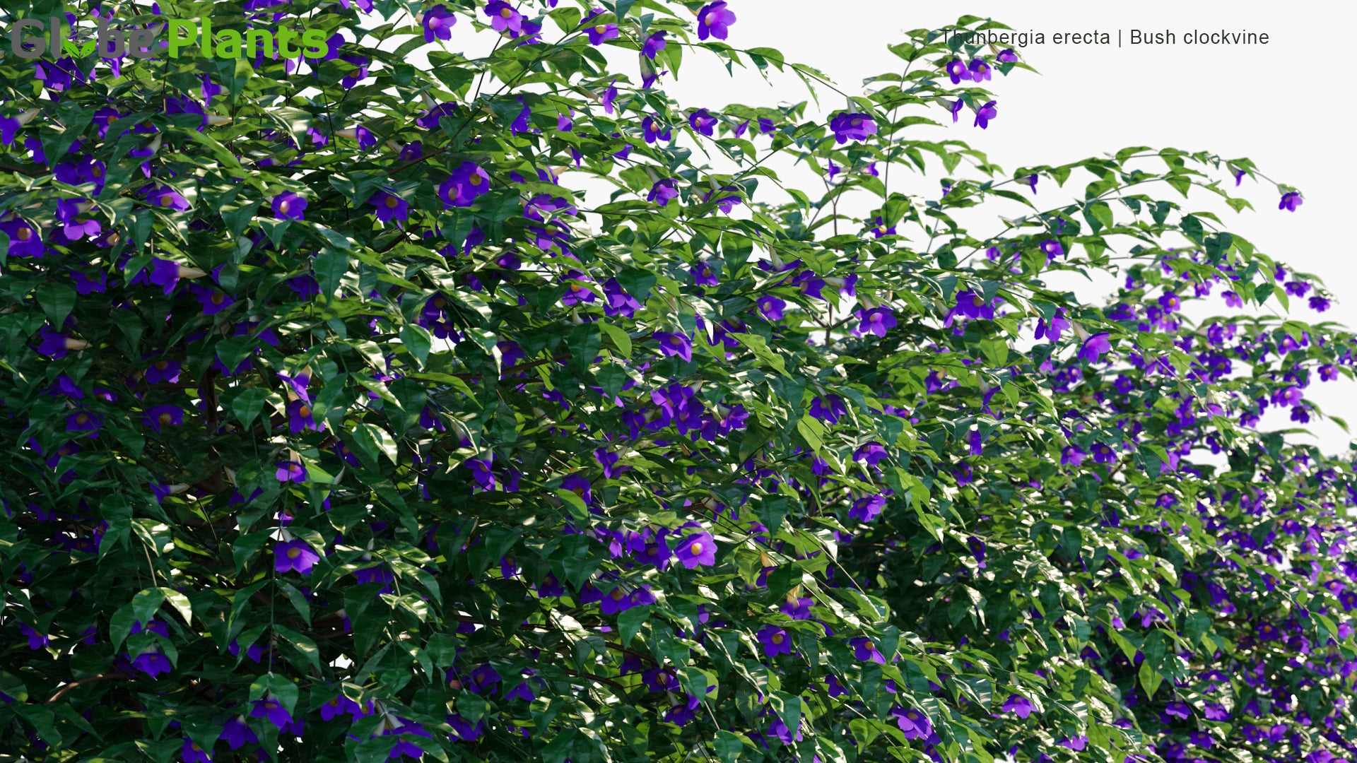 Thunbergia Erecta - Bush Clockvine, King's-Mantle, Potato Bush