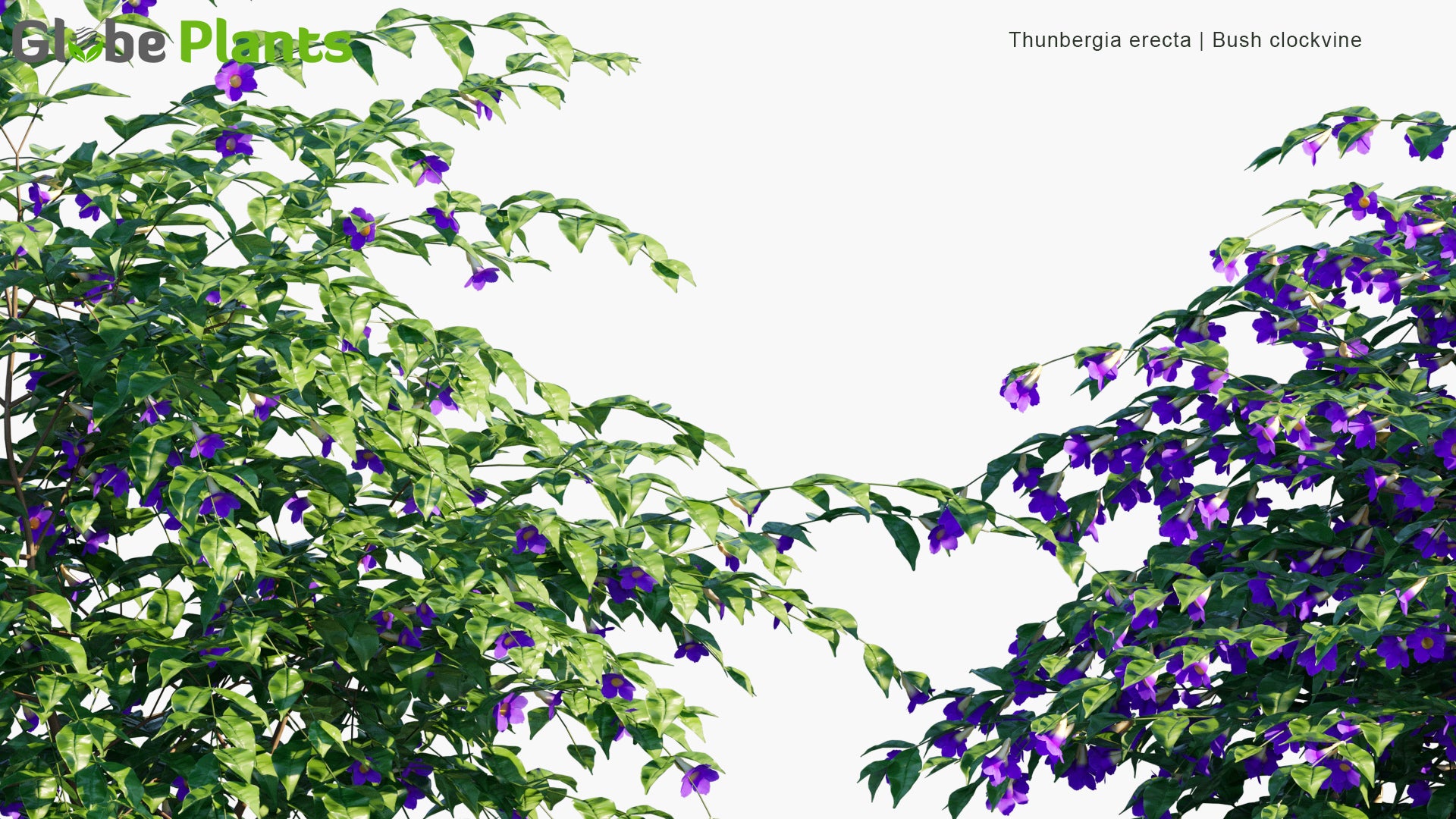 Thunbergia Erecta - Bush Clockvine, King's-Mantle, Potato Bush