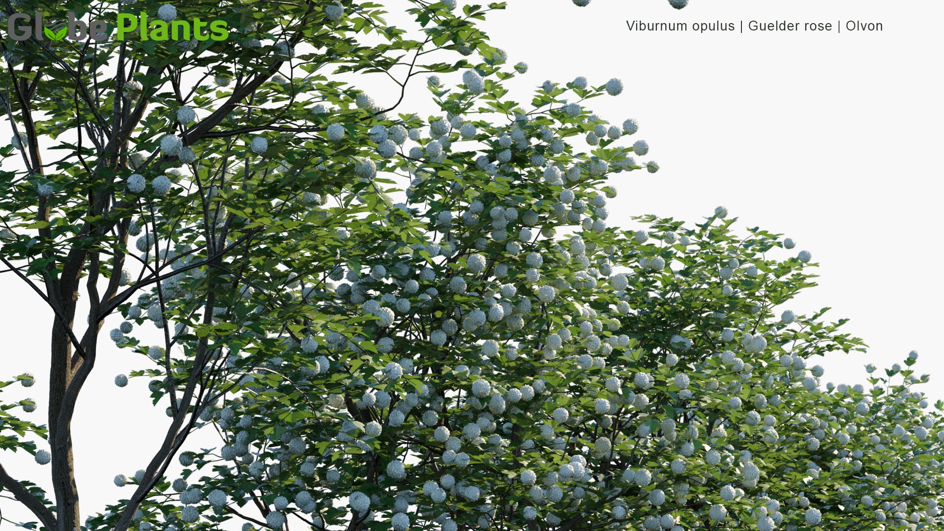 Viburnum Opulus - Guelder Rose, Olvon