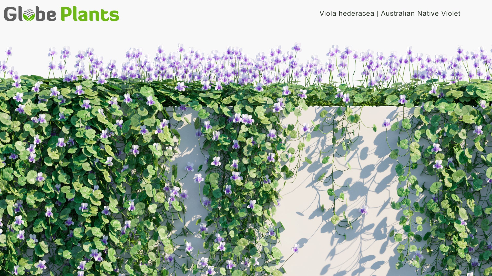 Viola Hederacea - Australian Native Violet (3D Model)