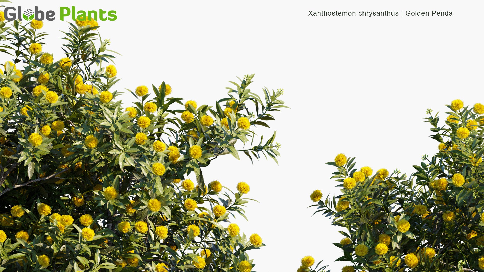 Xanthostemon Chrysanthus 3D Model