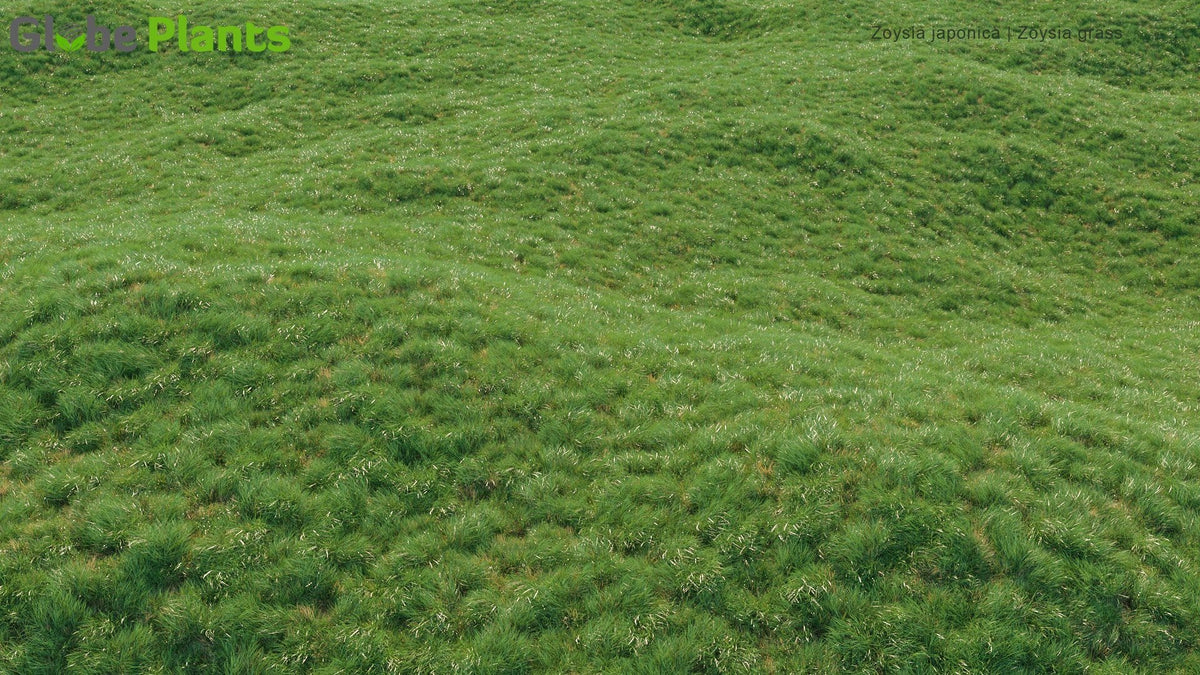 Zoysia Japonica - Zoysia Grass 3D Model