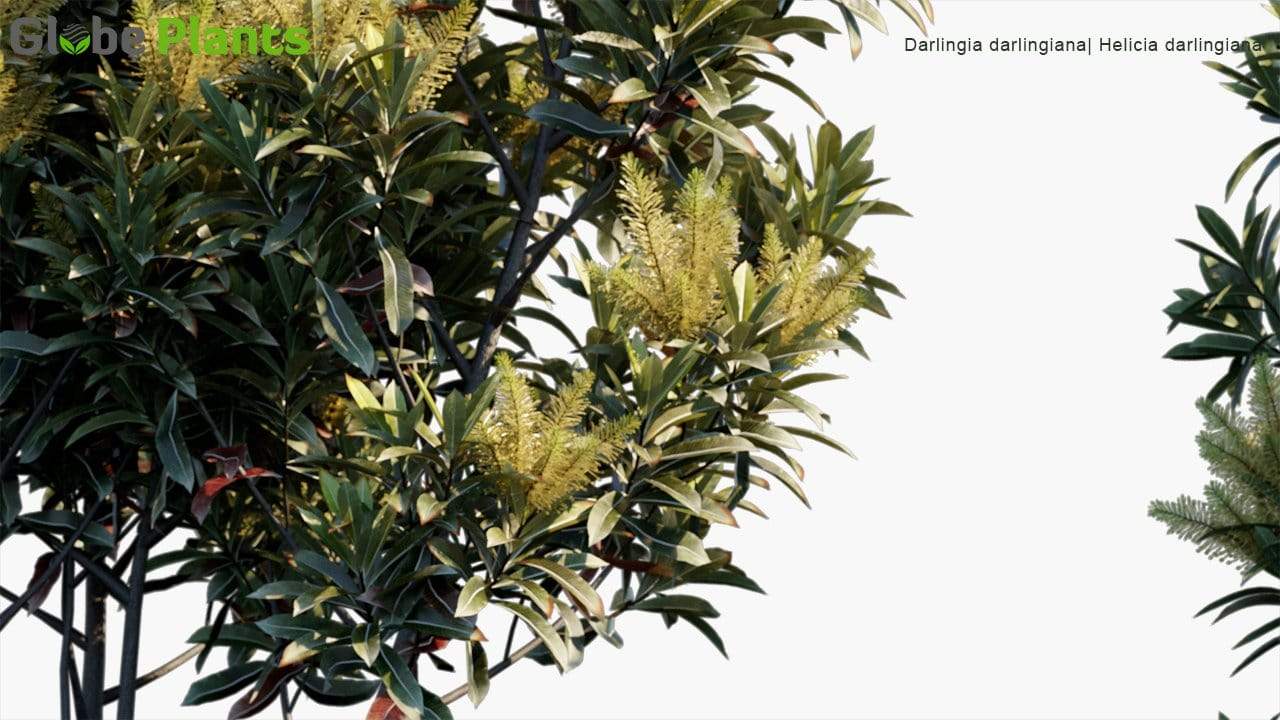Darlingia Darlingiana 3D Model