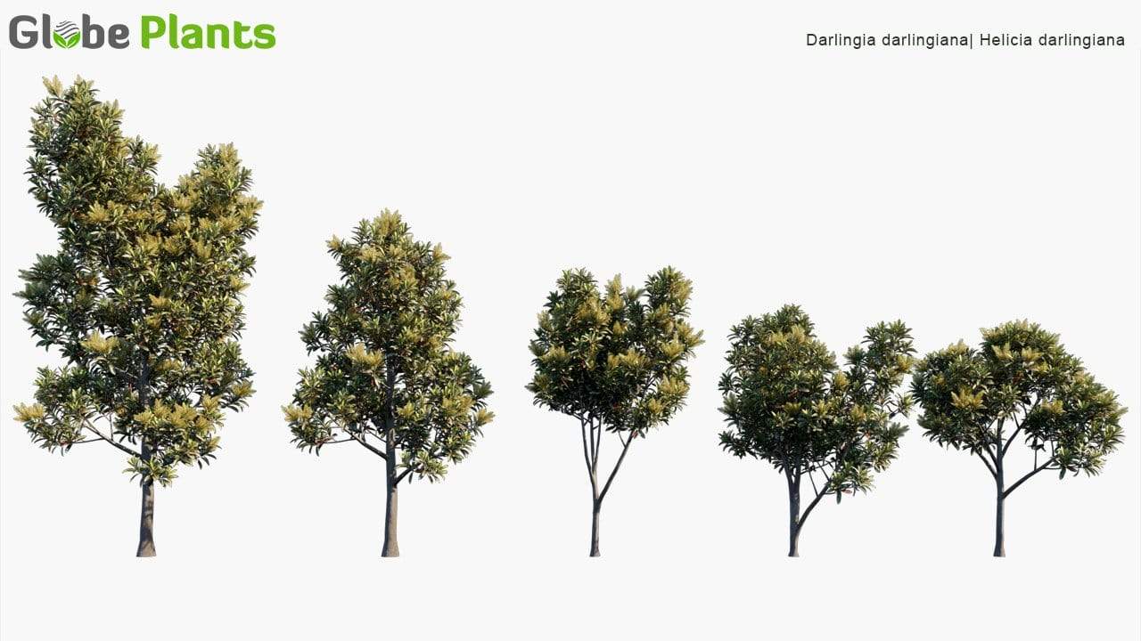 Darlingia Darlingiana 3D Model