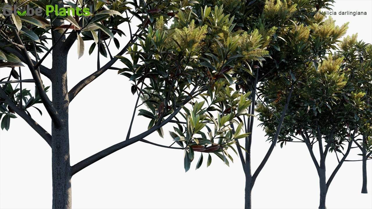 Darlingia Darlingiana 3D Model