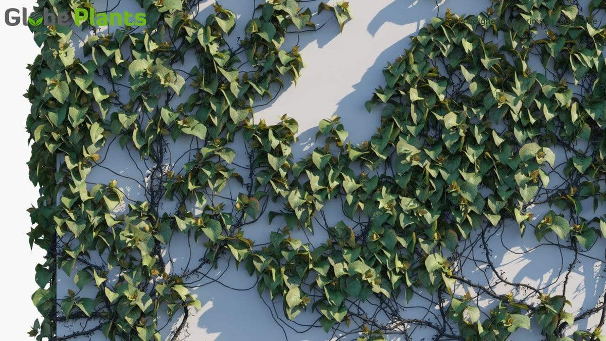 Vitis Crimson Glory Vine 3D Model 3Ds Max SketchUp