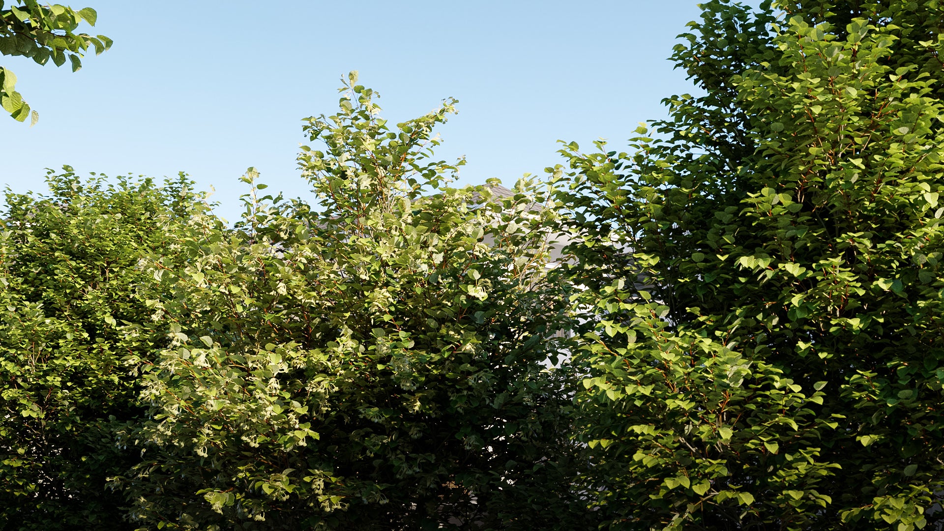 Plant of the Month: Tilia x Europaea ‘Pallida’ (King’s Lime) – A Regal Choice for Stunning Shade and Urban Charm