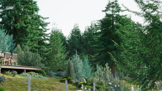 Plant of the Month: Picea abies - Norway Spruce - A Majestic Evergreen for Versatile Use