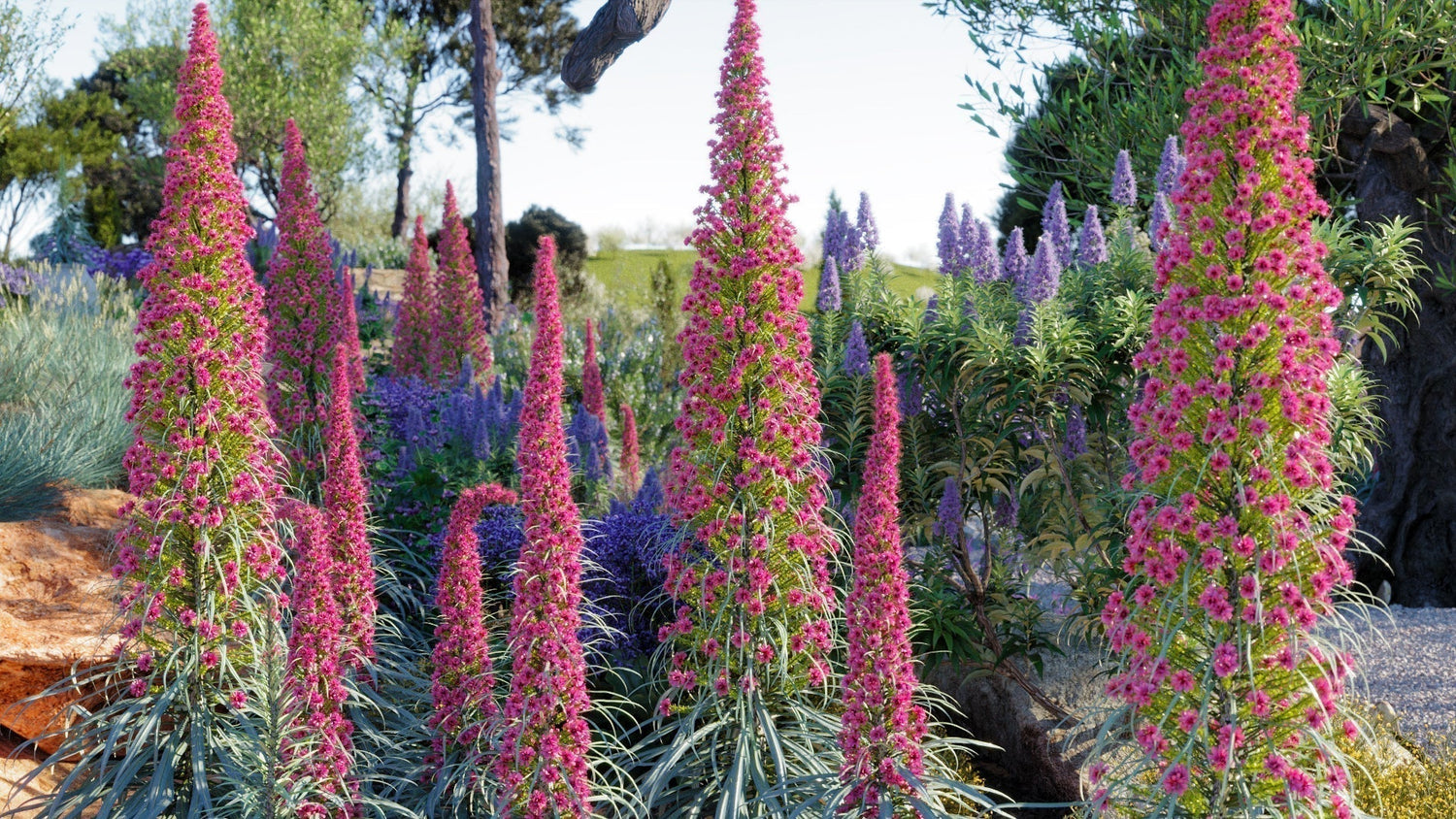 Plant of the Month: Echium Wildpretii - Tower of Jewels - A Dazzling Spectacle in Landscape Design