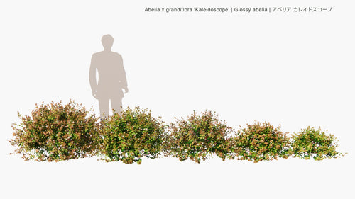 Abelia x Grandiflora
