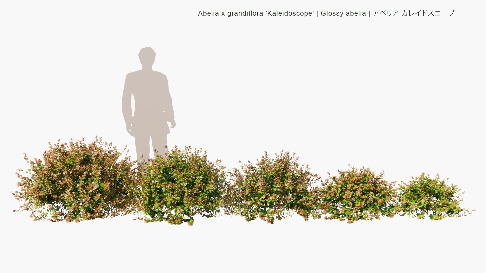 Low Poly Abelia x Grandiflora 'Kaleidoscope' - Glossy Abelia , アベリア カレイドスコープ (3D Model)