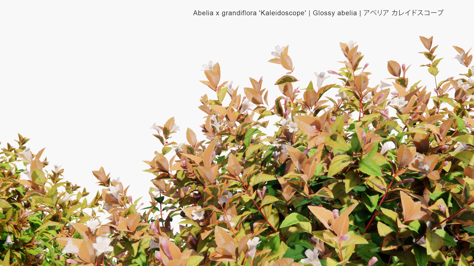 Low Poly Abelia x Grandiflora - Glossy Abelia (3D Model)
