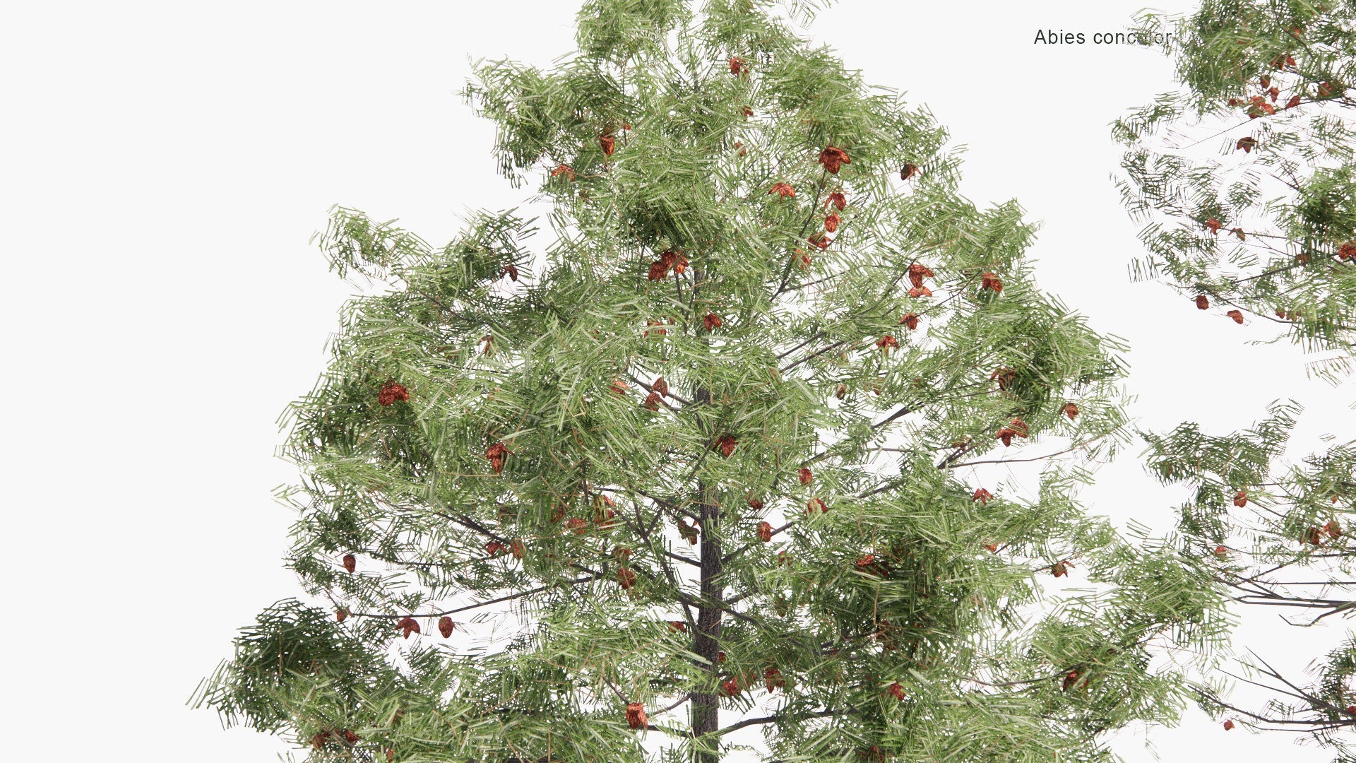 [TEST] Low Poly Abies Concolor - White Fir (3D Model)
