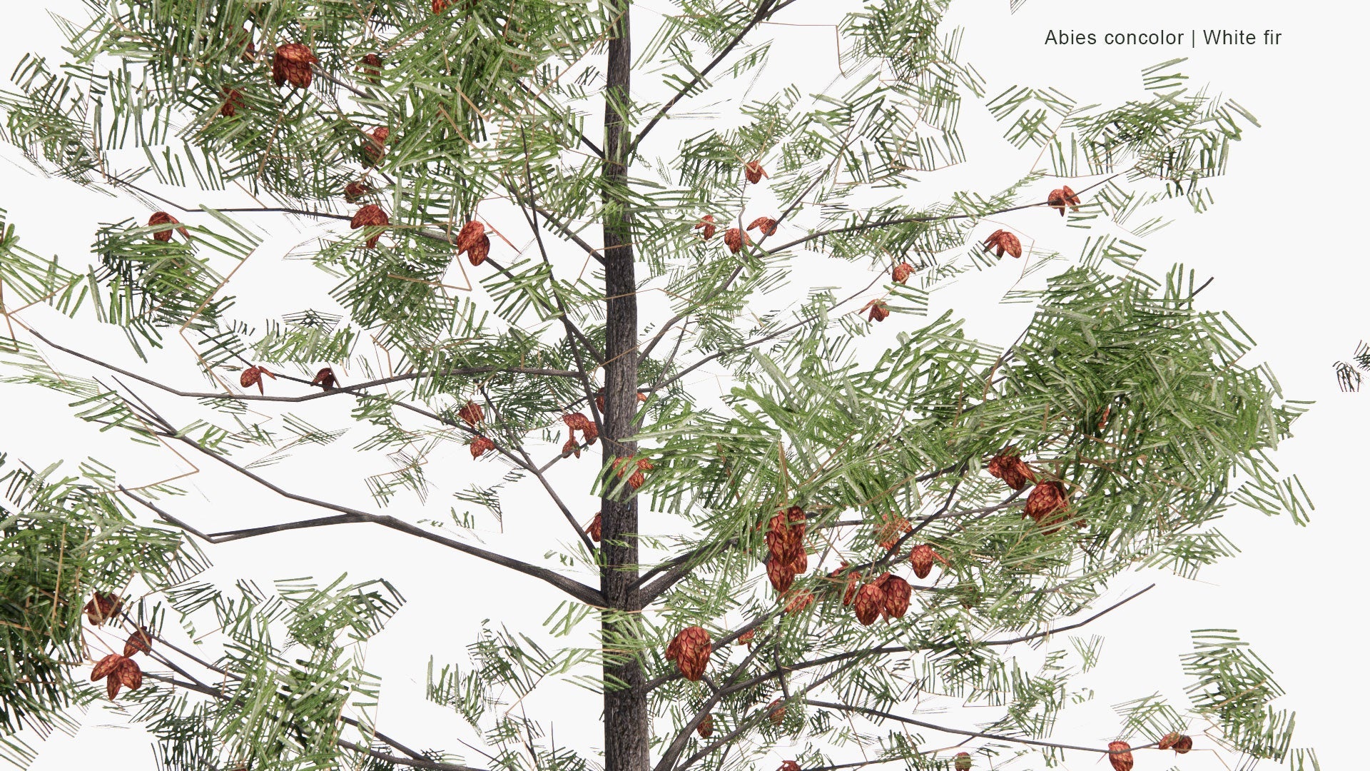 [TEST] Low Poly Abies Concolor - White Fir (3D Model)