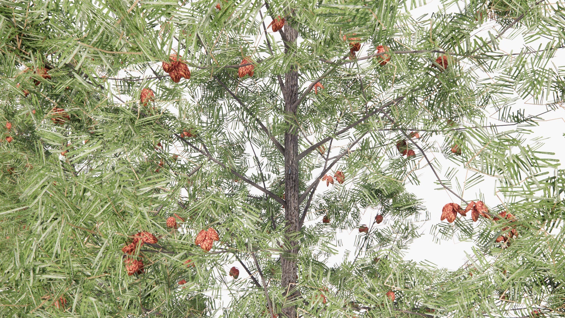 [TEST] Low Poly Abies Concolor - White Fir (3D Model)