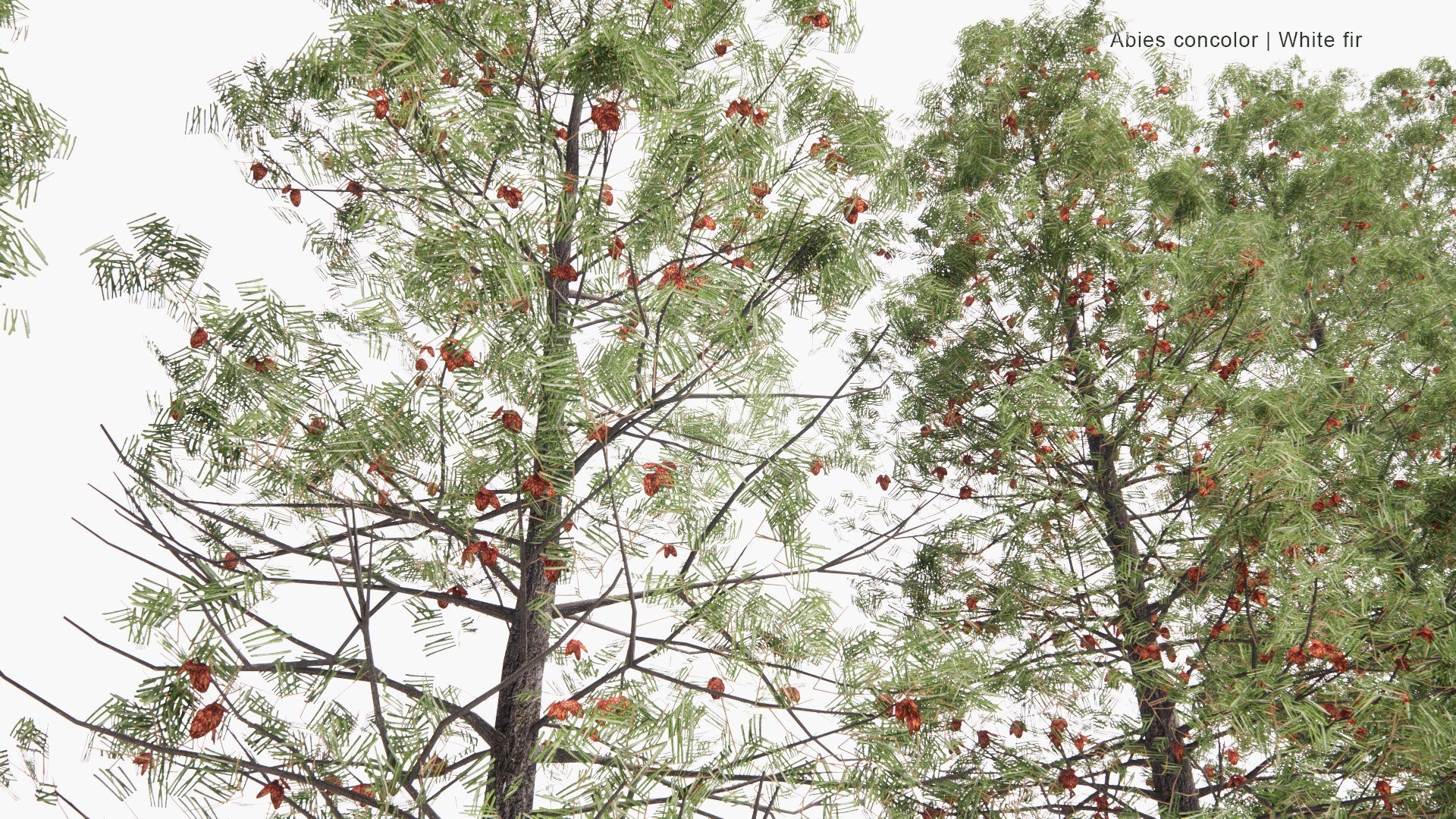 [TEST] Low Poly Abies Concolor - White Fir (3D Model)