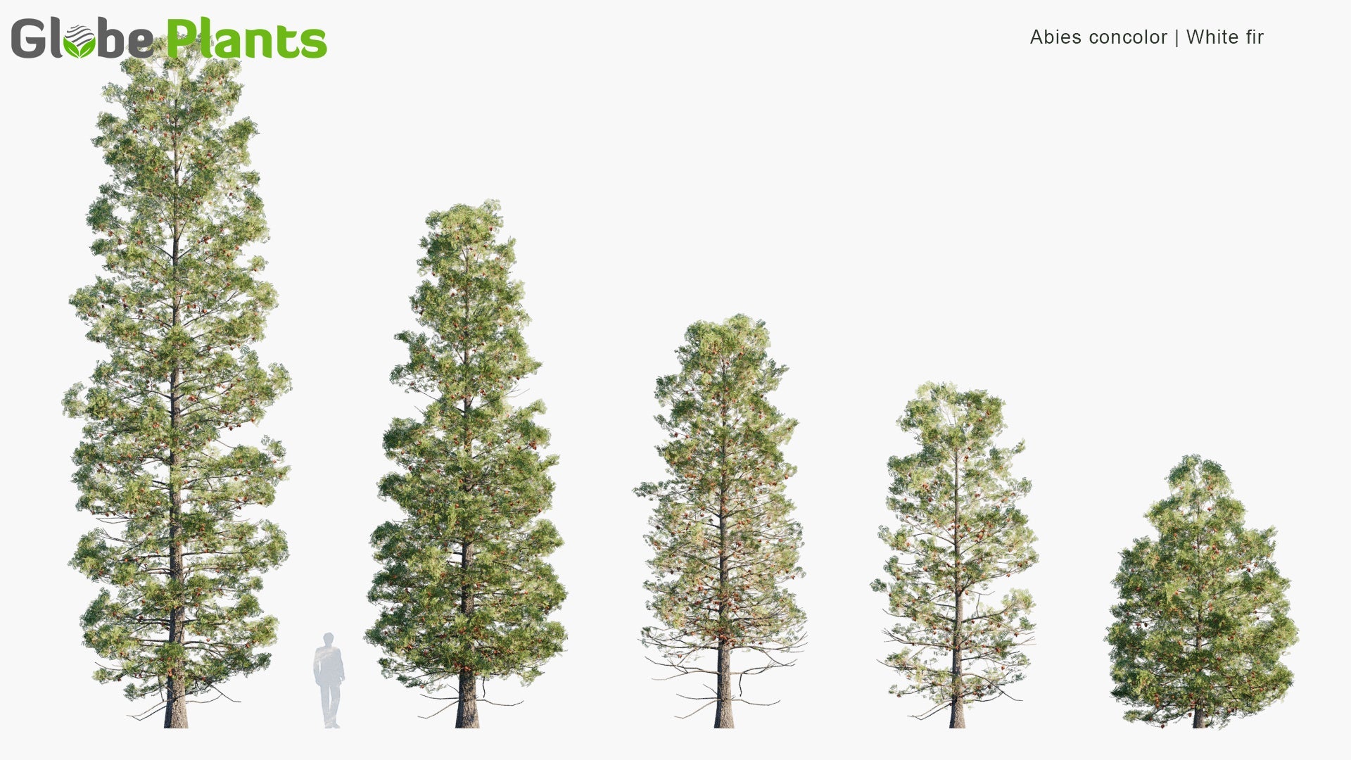 [TEST] Low Poly Abies Concolor - White Fir (3D Model)