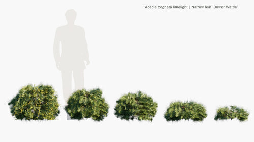Acacia Cognata 'Limelight'