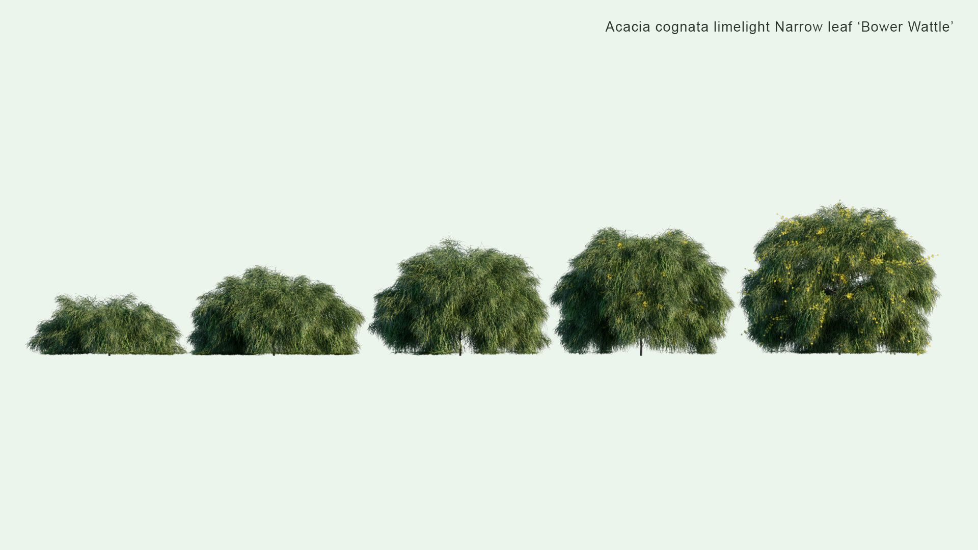 2D Acacia Cognata 'Limelight' - River Wattle