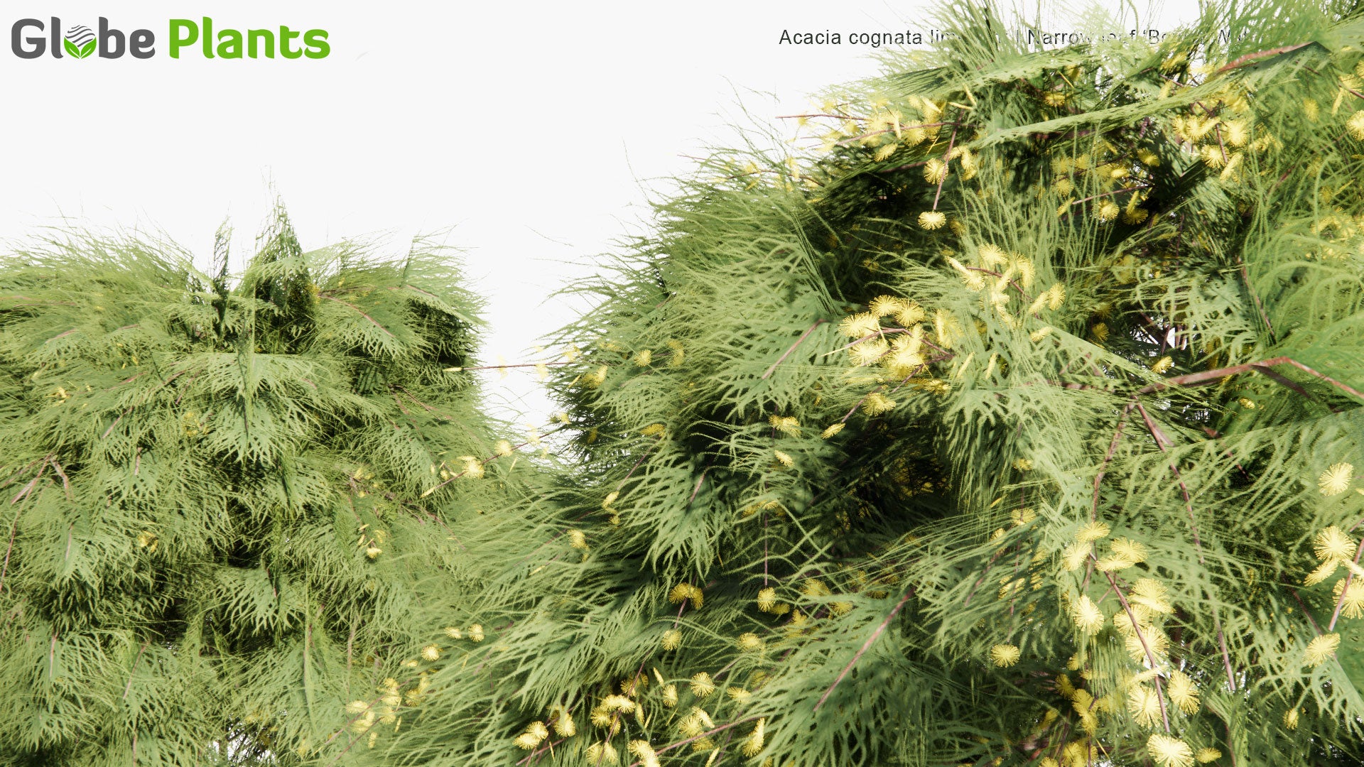 Low Poly Acacia Cognata 'Limelight' - River Wattle (3D Model)
