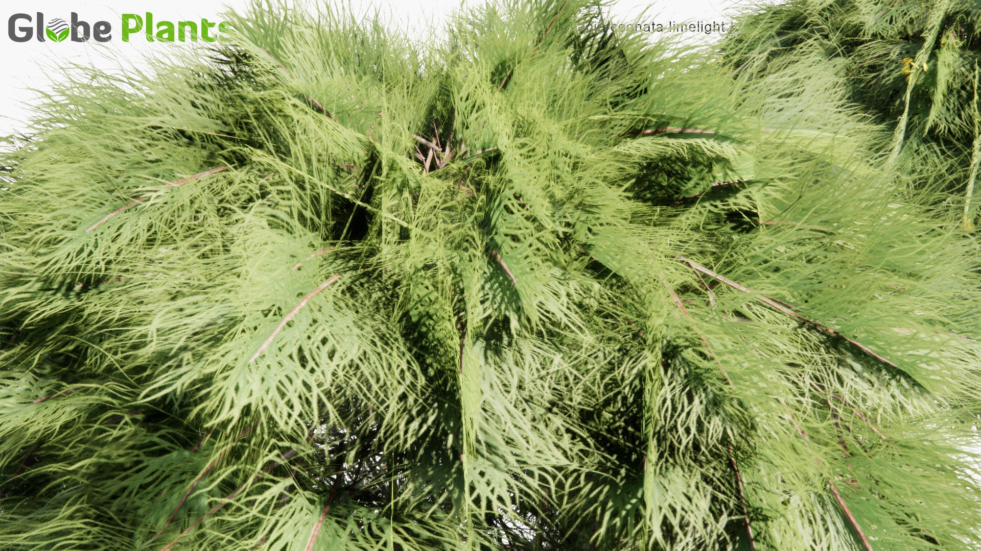 Low Poly Acacia Cognata 'Limelight' - River Wattle (3D Model)