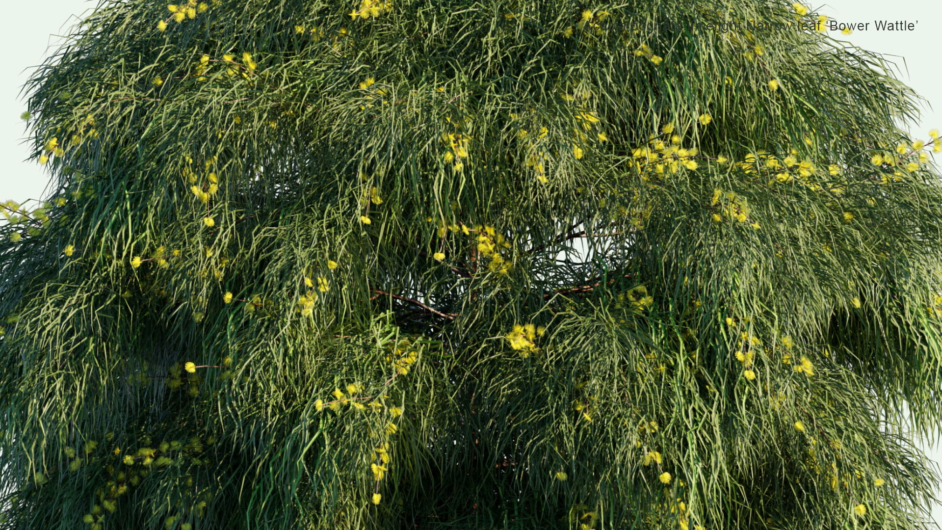 2D Acacia Cognata 'Limelight' - River Wattle