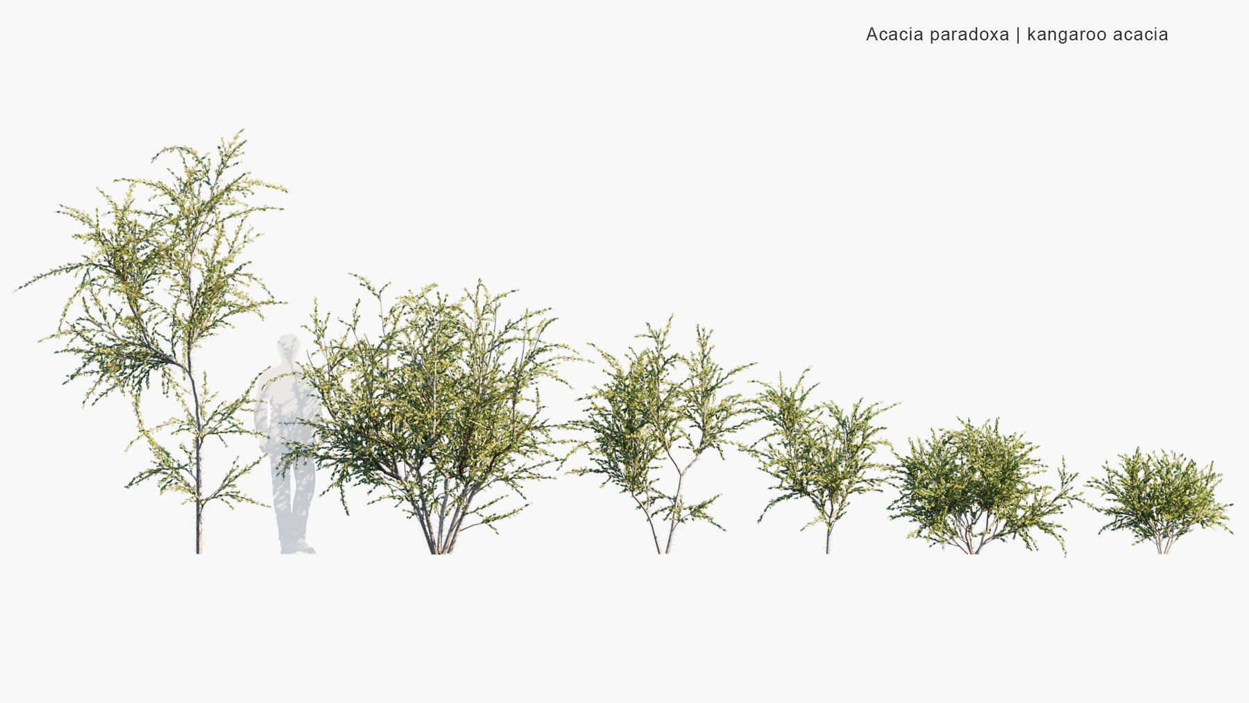 Low Poly | Acacia Paradoxa (Kangaroo Thorn) 3D Model - GlobePlants