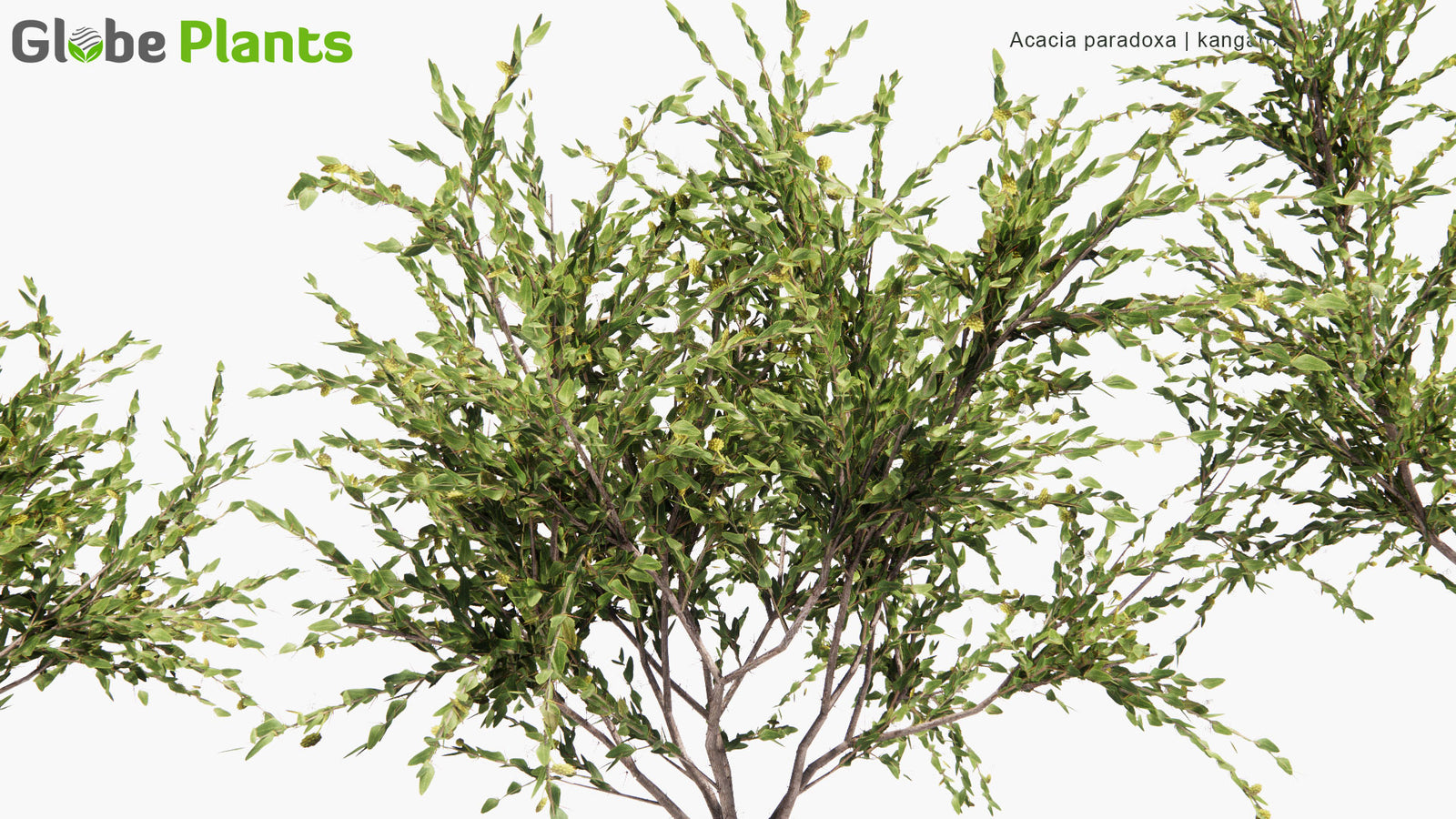 Low Poly | Acacia Paradoxa (Kangaroo Thorn) 3D Model - GlobePlants