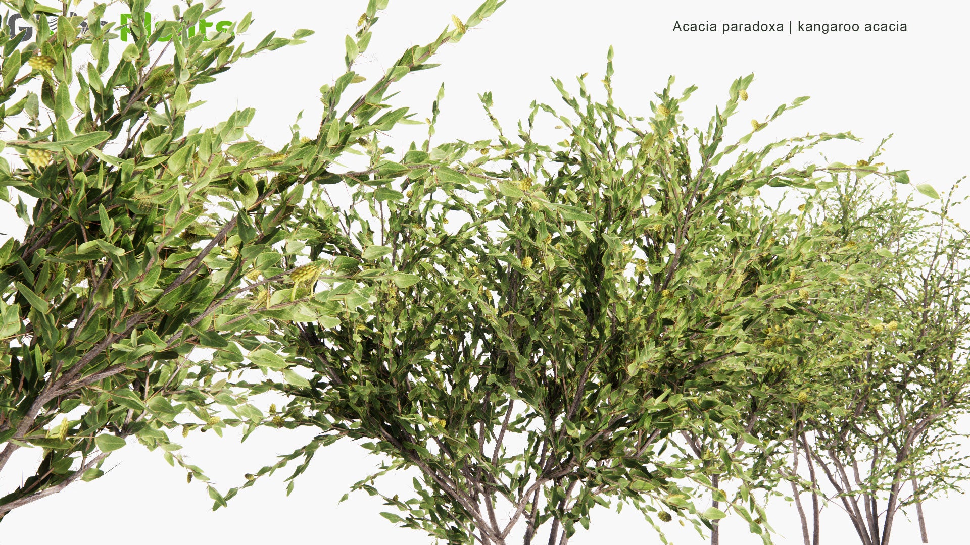 Low Poly Acacia Paradoxa - Kangaroo Acacia, Kangaroo Thorn, Prickly Wattle, Hedge Wattle (3D Model)