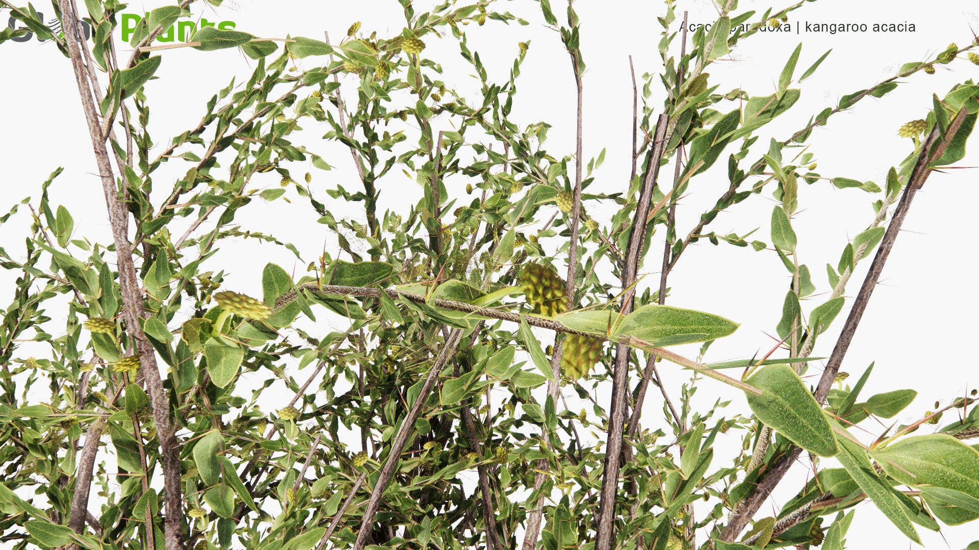 Low Poly Acacia Paradoxa - Kangaroo Acacia, Kangaroo Thorn, Prickly Wattle, Hedge Wattle (3D Model)
