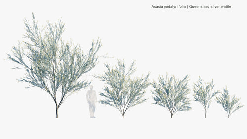 Acacia Podalyriifolia