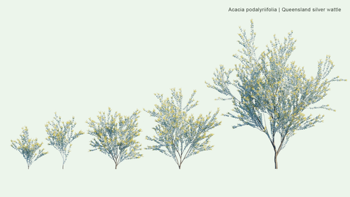 Acacia Podalyriifolia