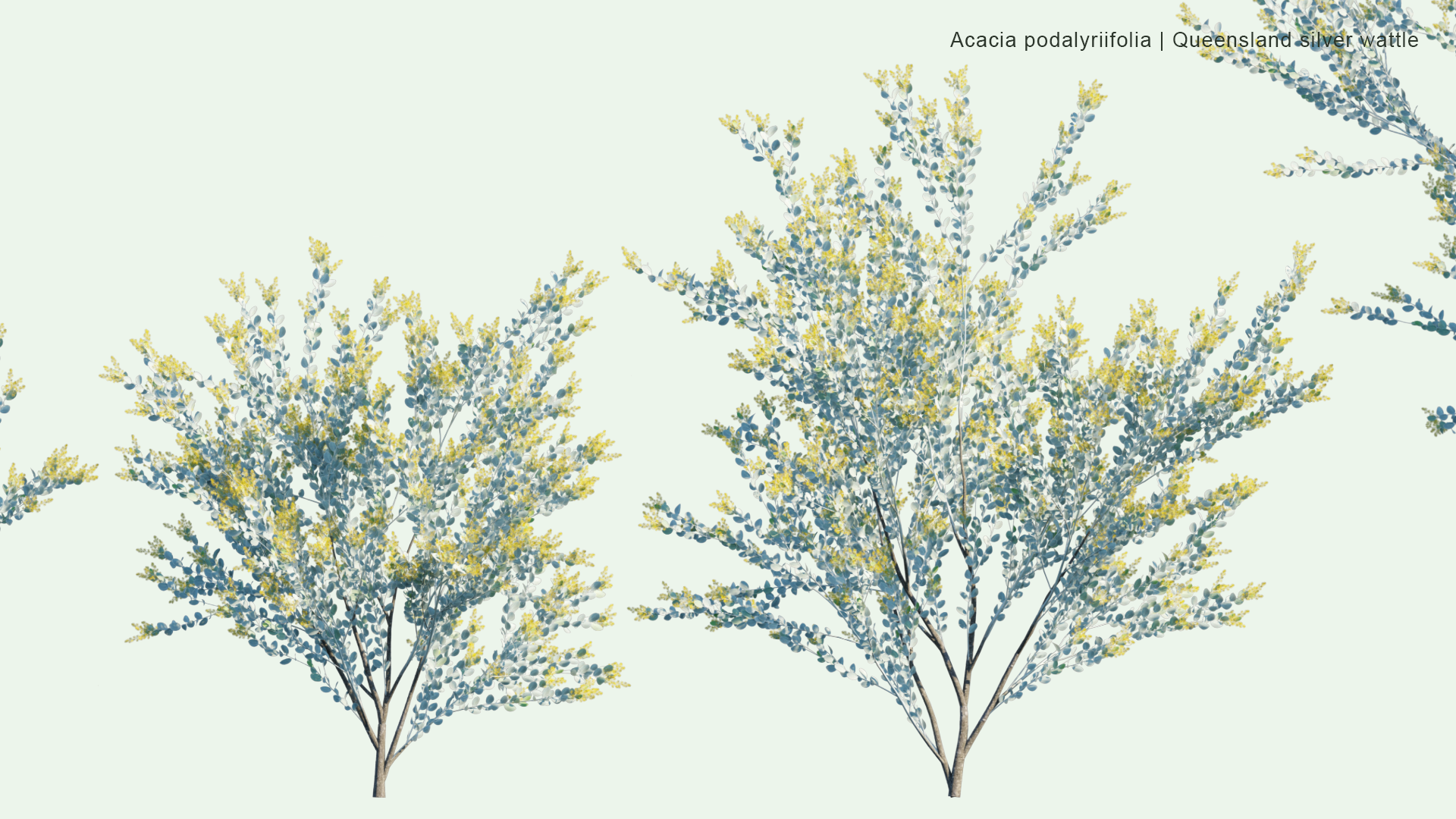2D Acacia Podalyriifolia - Mount Morgan Wattle, Queensland Silver Wattle, Queensland Wattle, Pearl Acacia, Pearl Wattle, Silver Wattle, Mimosa