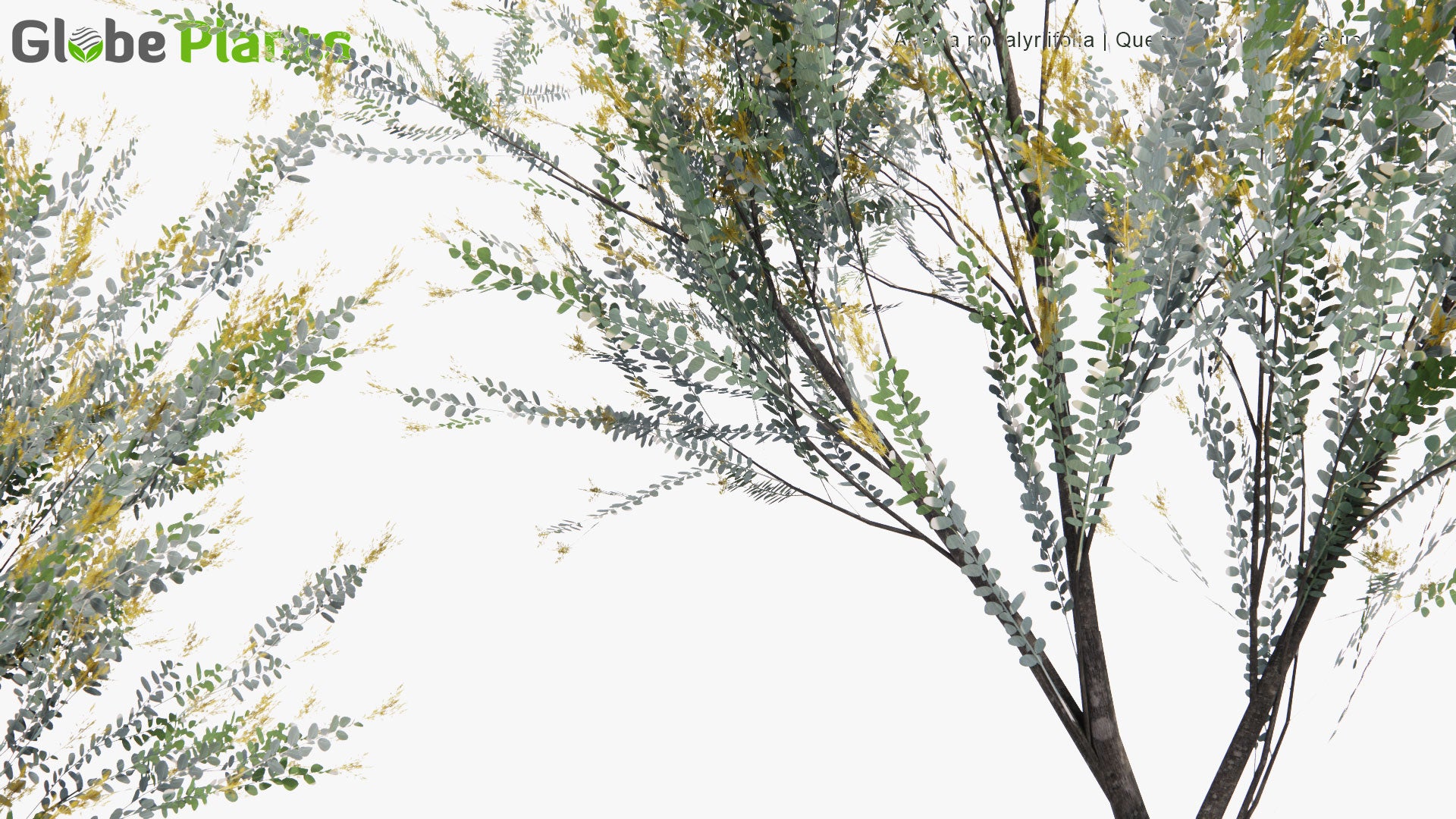 Low Poly Acacia Podalyriifolia - Mount Morgan Wattle, Queensland Silver Wattle, Queensland Wattle, Pearl Acacia, Pearl wattle, Silver Wattle, Mimosa (3D Model)