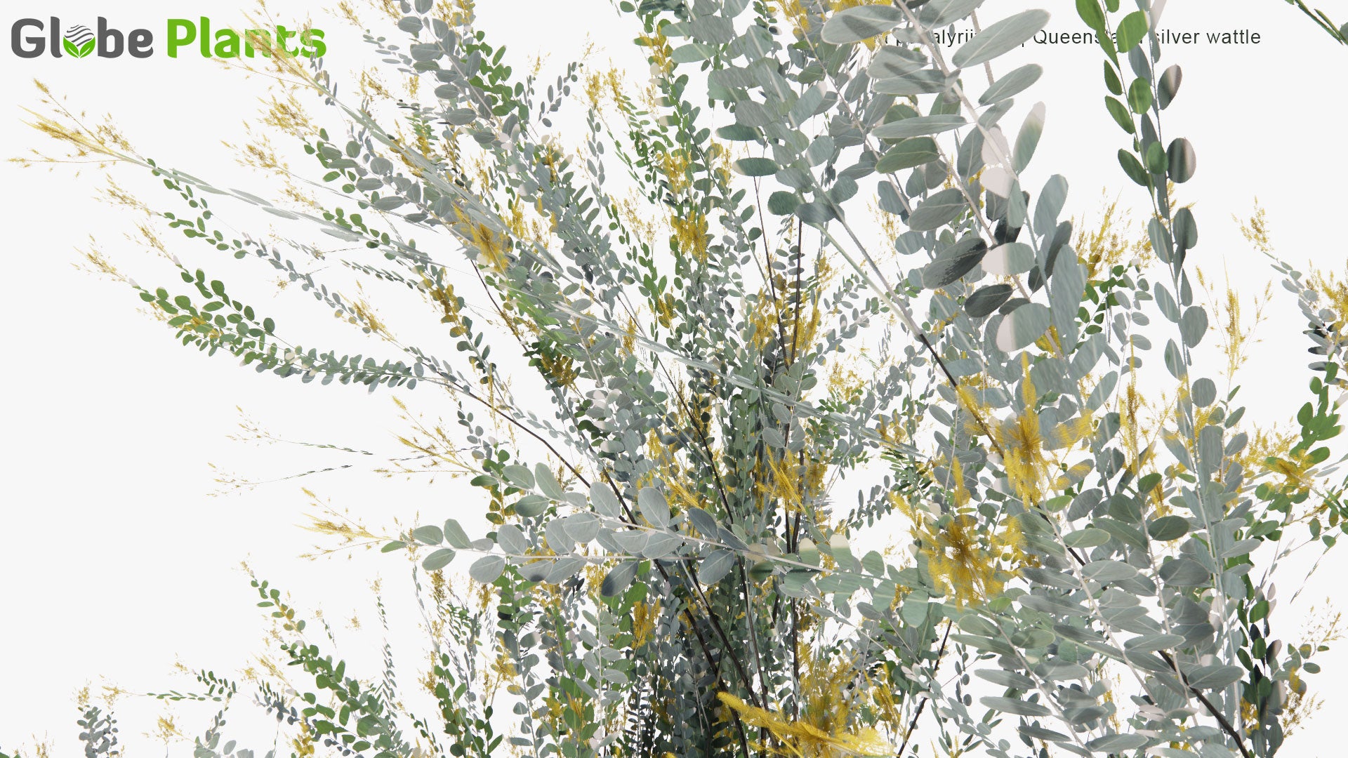 Low Poly Acacia Podalyriifolia - Mount Morgan Wattle, Queensland Silver Wattle, Queensland Wattle, Pearl Acacia, Pearl wattle, Silver Wattle, Mimosa (3D Model)