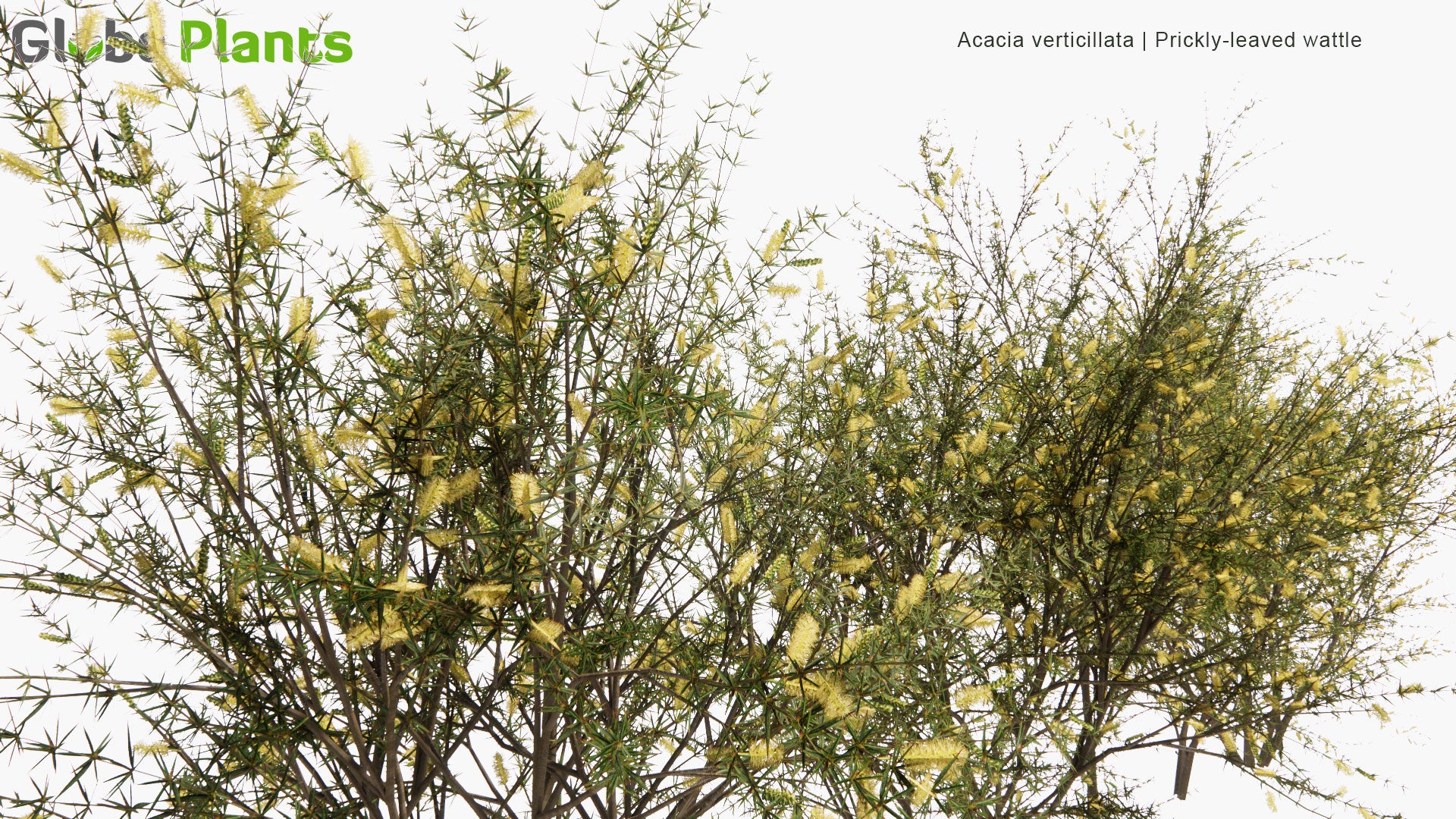 Low Poly Acacia Verticillata - Prickly Moses, Prickly-Leaved Wattle, Star-Leaved Acacia, Prickly Mimosa, Whorl-Leaved Acacia (3D Model)