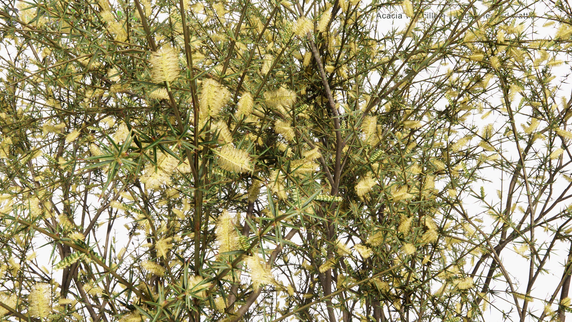 Low Poly Acacia Verticillata - Prickly Moses, Prickly-Leaved Wattle, Star-Leaved Acacia, Prickly Mimosa, Whorl-Leaved Acacia (3D Model)